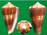盧皮爾芋螺