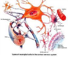 神經幹細胞
