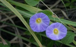 紅花土瓜（變種）