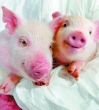 xeno[LED強光手電筒品牌]