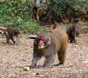 弄崗自然保護區