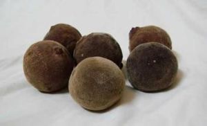 化州橘紅 化州橘紅