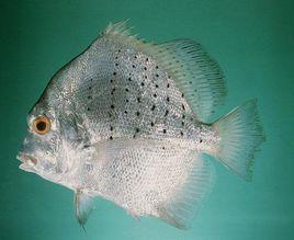 斑點雞籠鯧 斑點雞籠鯧