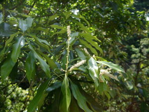 杯斗滇石櫟 杯斗滇石櫟