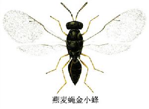 燕麥蠅金小蜂 燕麥蠅金小蜂