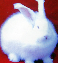 長毛兔