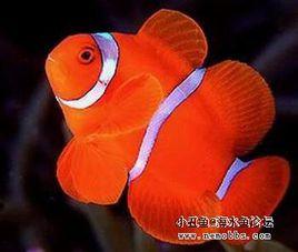 透紅小丑 透紅小丑