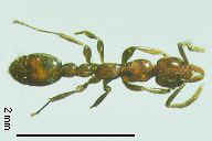 （圖）細蟻亞科