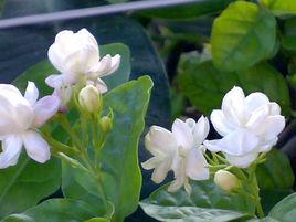 雙瓣茉莉 雙瓣茉莉