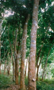 橡膠樹