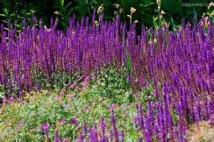 洪橋鼠尾草 洪橋鼠尾草