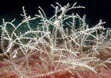 水螅綱 Hydrozoa 藍色動物學