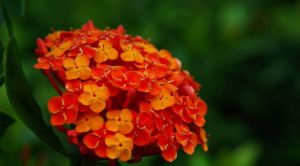 紅龍船花 紅龍船花