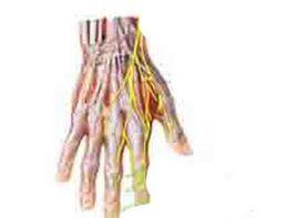 指(趾)甲脆軟萎縮 指(趾)甲脆軟萎縮