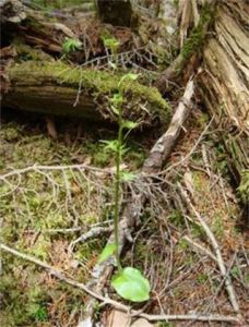 台灣尾瓣舌唇蘭 台灣尾瓣舌唇蘭