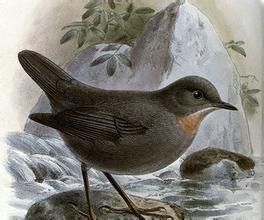 棕喉河烏 棕喉河烏