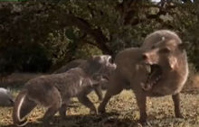 掠食霸主·熊狗