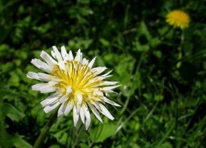 白花蒲公英 白花蒲公英