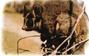 大袋鼯屬 大袋鼯屬