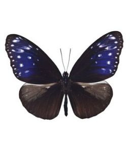 端紫斑蝶 端紫斑蝶