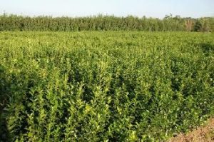 南昌衛矛 南昌衛矛