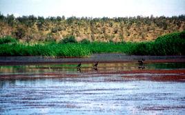 瑪納斯湖 瑪納斯湖