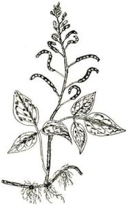 綠葉山螞蝗 綠葉山螞蝗