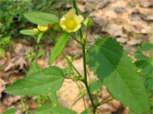 中華黃花稔 中華黃花稔