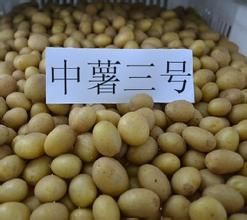 中薯3號 中薯3號