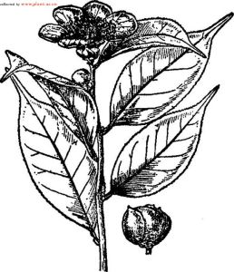 尖葉山茶 尖葉山茶