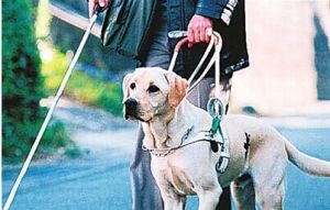 物品尋回犬 導盲