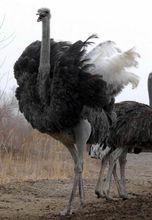 鴕鳥園的鴕鳥