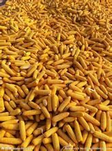 豐收玉米 豐收玉米