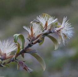 疏花帚菊 疏花帚菊