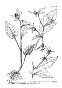 棉毛尼泊爾天名精 棉毛尼泊爾天名精