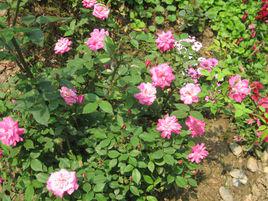 夏令營[薔薇屬月季栽培品種]