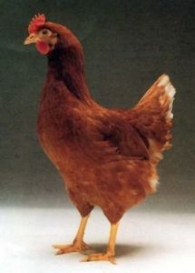 羅曼褐蛋雞