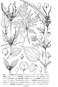 三角葉蕁麻（原亞種）