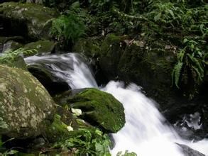岑王老山自然保護區 岑王老山自然保護區