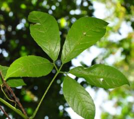 大五爪金龍 大五爪金龍