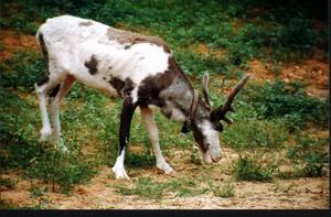 （圖）黑龍江馴鹿