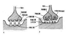 A為電突觸 B為化學突觸