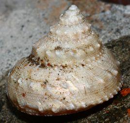 階梯白鐘螺 階梯白鐘螺