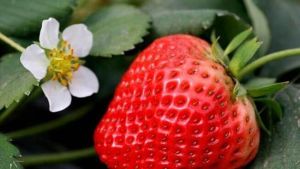 紅艷草莓採摘園 紅艷草莓採摘園