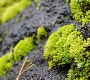 台灣絹蘚 台灣絹蘚