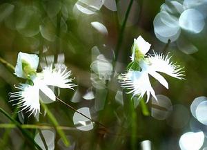 寬藥隔玉鳳花 寬藥隔玉鳳花