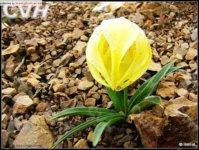 尖被百合 尖被百合