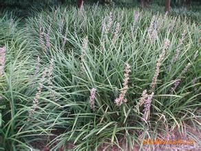 銀邊麥冬 銀邊麥冬