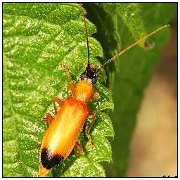 黑尾麗天牛 黑尾麗天牛