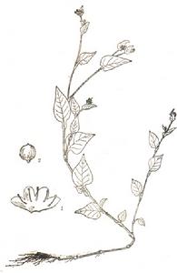 尼泊爾蓼 尼泊爾蓼